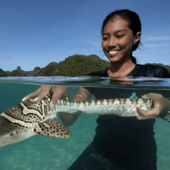 Daily Dive # 028 | Rewilding the Ocean with Endangered Zebra Sharks